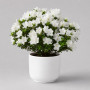 Азалия белая